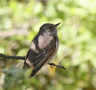 Spotted Flycatcher