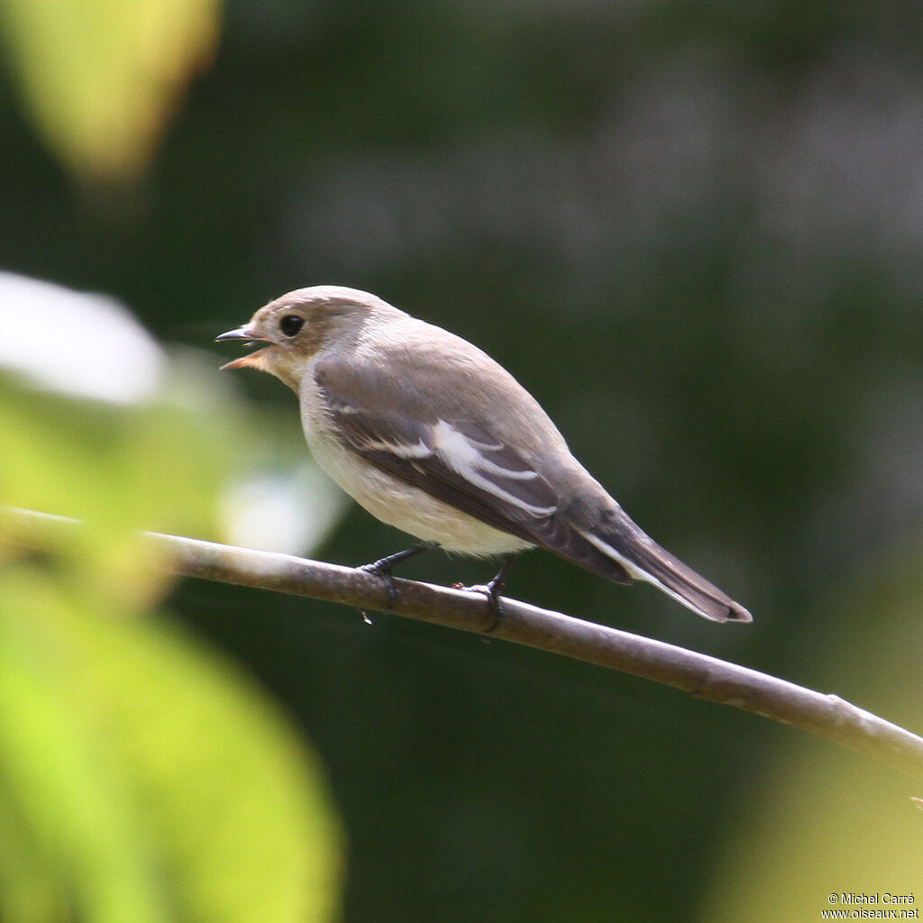 European Pied Flycatcher female adult