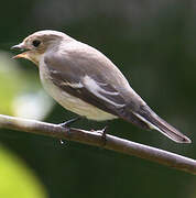 European Pied Flycatcher