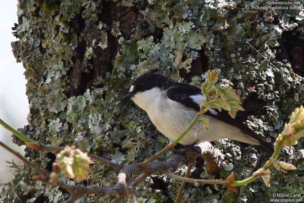 European Pied Flycatcher male adult breeding