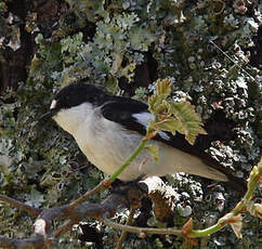 Gobemouche noir