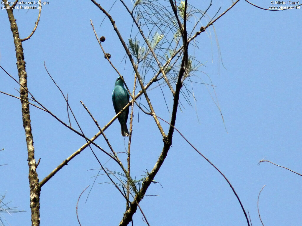 Verditer Flycatcher male adult