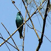 Verditer Flycatcher