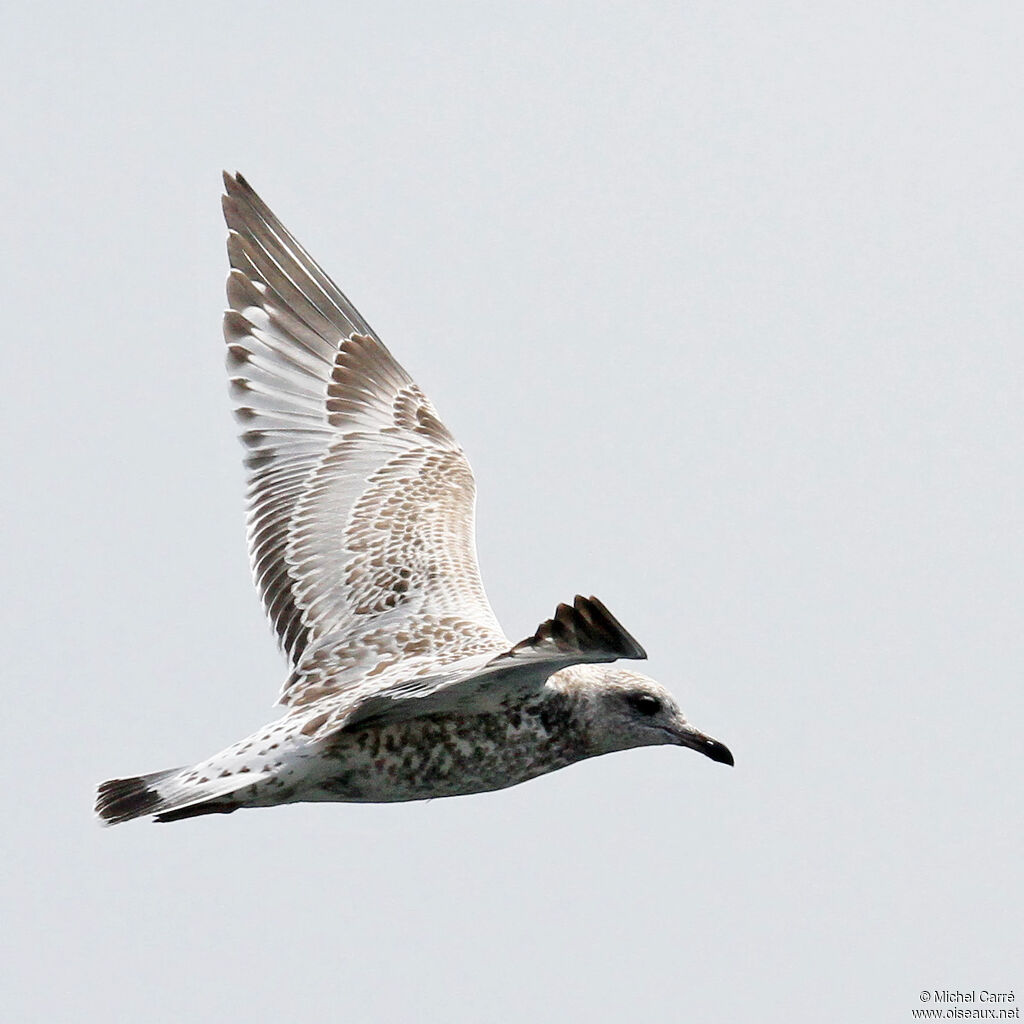 Ring-billed Gullimmature