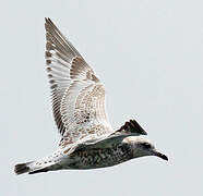 Ring-billed Gull