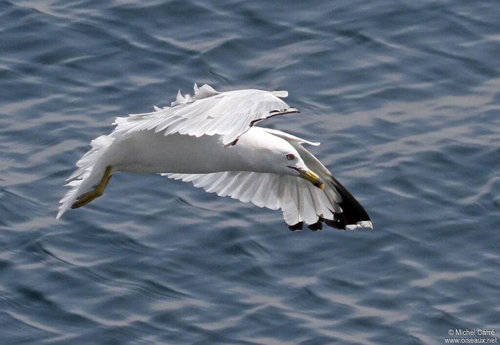 Ring-billed Gulladult breeding