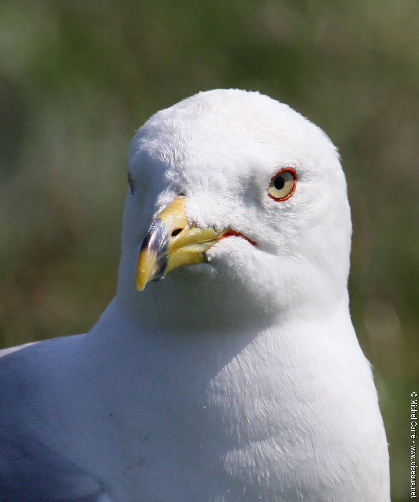 Ring-billed Gull