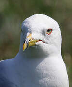 Ring-billed Gull