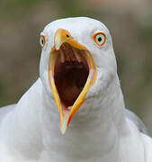 European Herring Gull