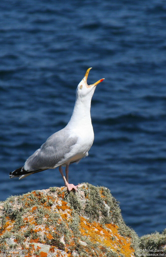 European Herring Gulladult breeding, Behaviour