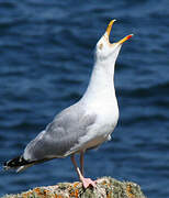 European Herring Gull