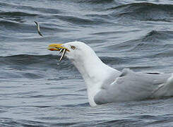 European Herring Gull