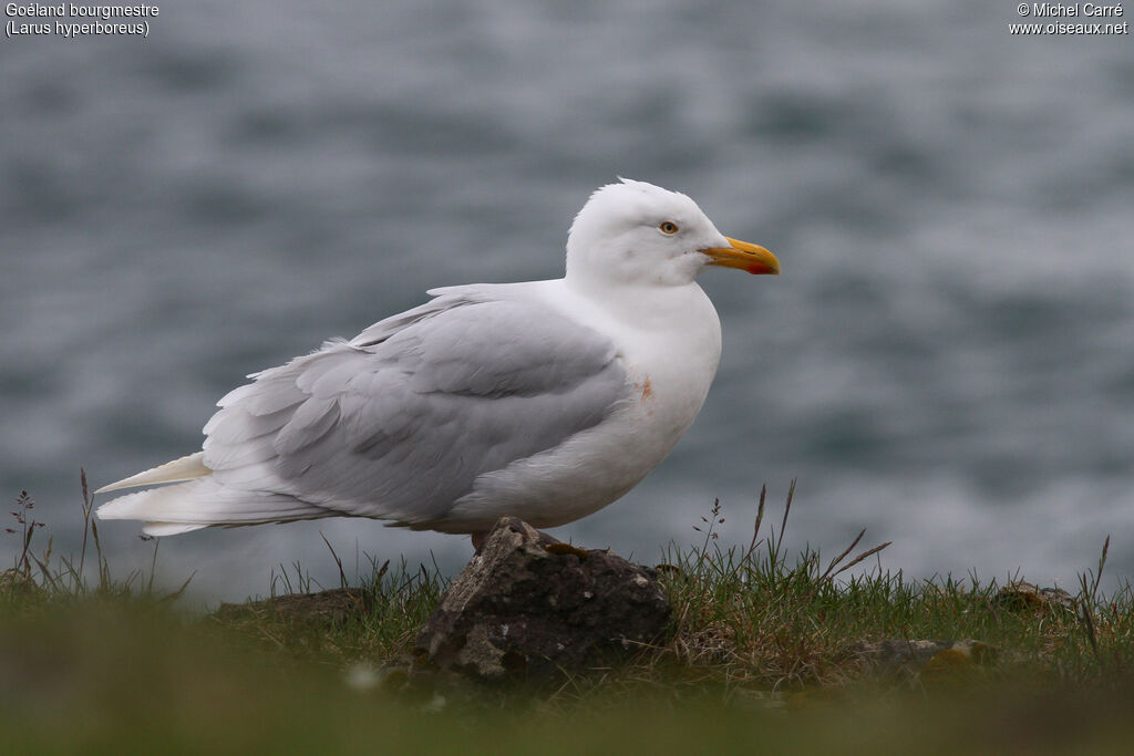 Glaucous Gulladult breeding