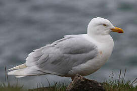 Glaucous Gull