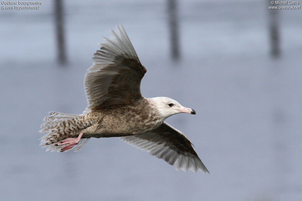 Glaucous GullFirst year, Flight