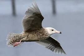 Glaucous Gull