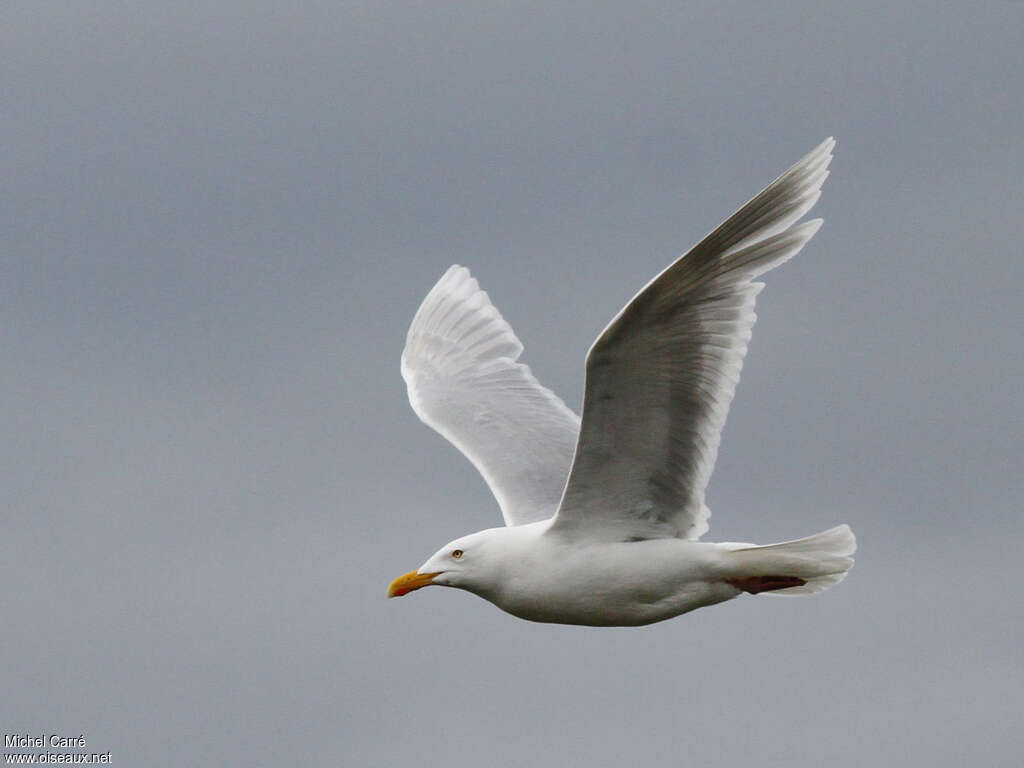 Glaucous Gulladult breeding, Flight