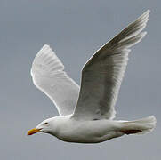 Glaucous Gull