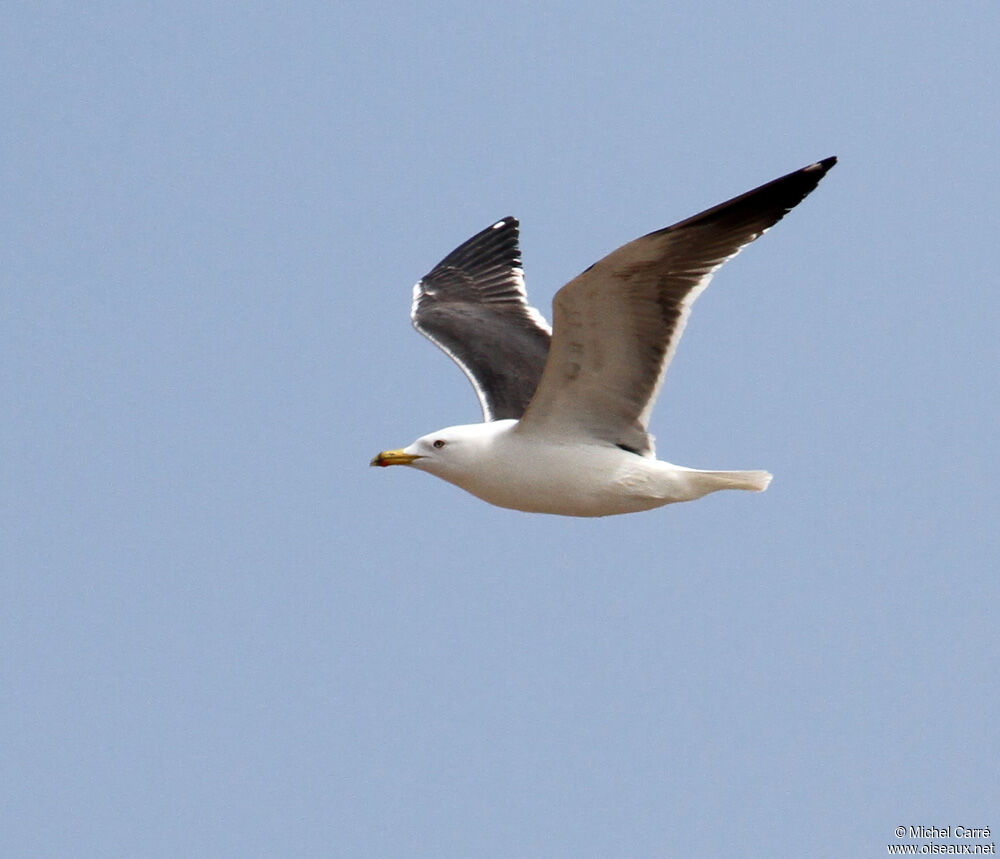 Lesser Black-backed Gull