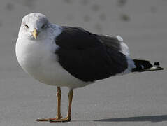 Lesser Black-backed Gull