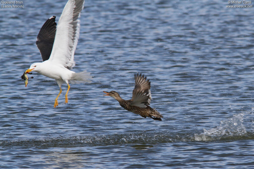 Goéland brunadulte nuptial, pêche/chasse, Comportement