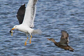 Lesser Black-backed Gull