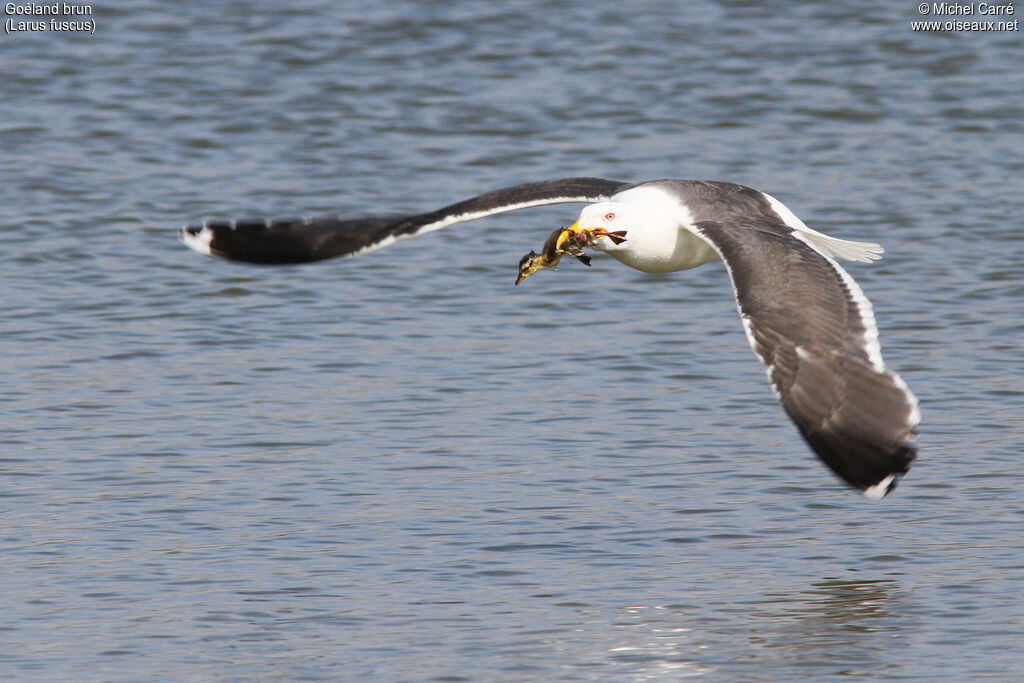 Lesser Black-backed Gulladult breeding, Flight, fishing/hunting