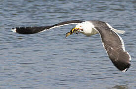 Lesser Black-backed Gull