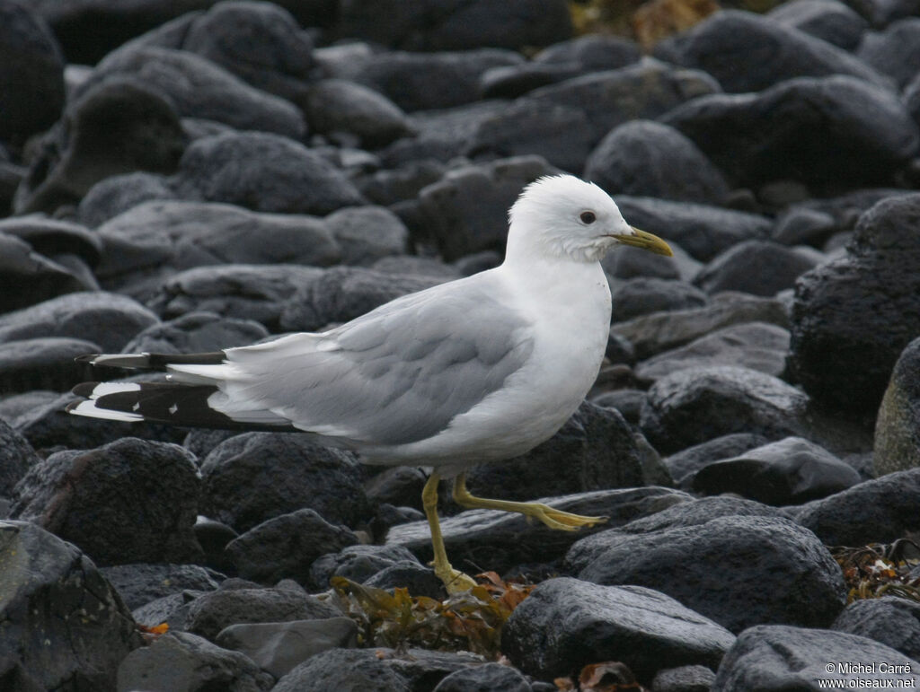 Goéland cendré