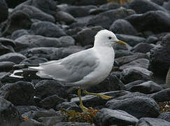 Common Gull