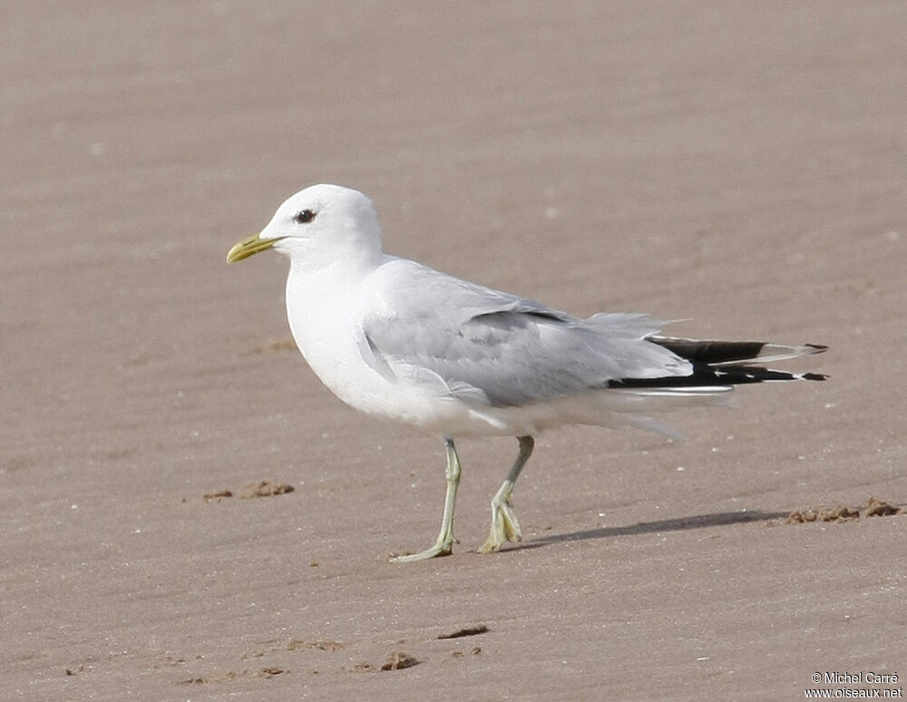 Mew Gull