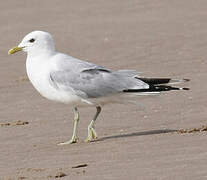 Common Gull