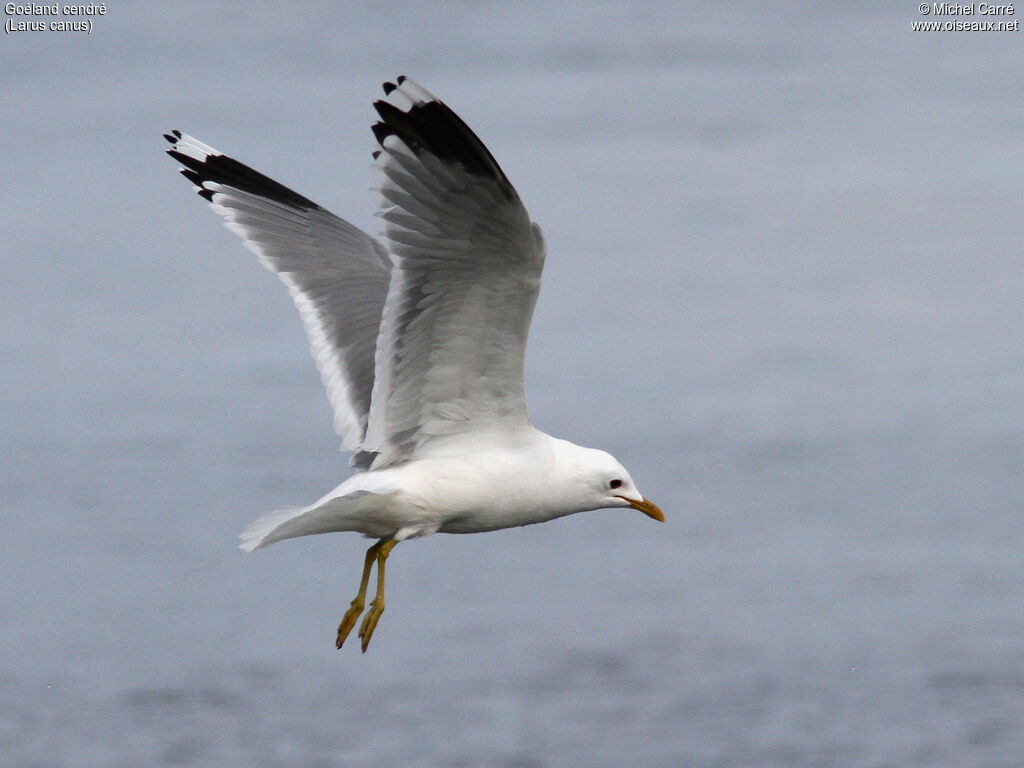 Mew Gull