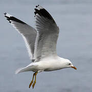 Mew Gull