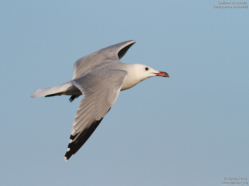 Audouin's Gulladult breeding, Flight