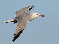 Audouin's Gull