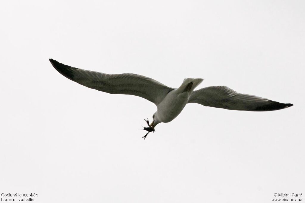 Yellow-legged Gulladult