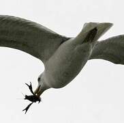 Yellow-legged Gull