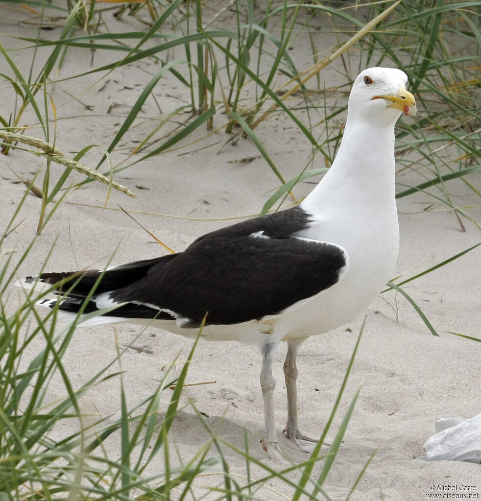 Goéland marinadulte