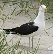 Great Black-backed Gull