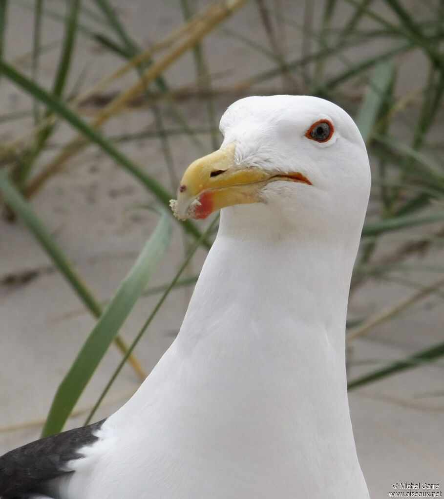 Great Black-backed Gulladult, close-up portrait