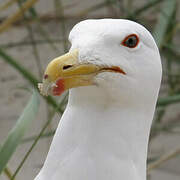 Great Black-backed Gull