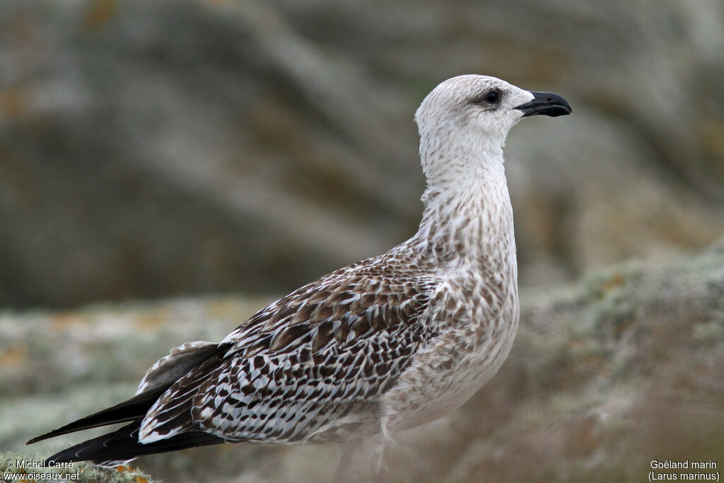 Great Black-backed Gulljuvenile