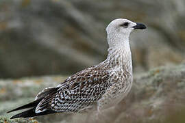 Great Black-backed Gull