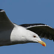 Great Black-backed Gull