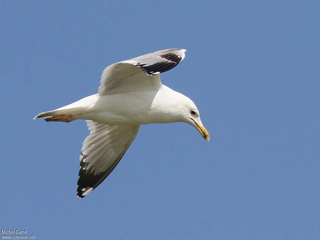 Caspian Gullsubadult, pigmentation, Flight