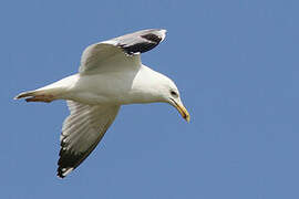 Caspian Gull