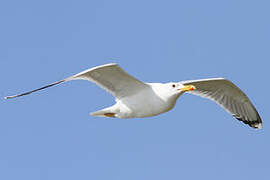 Caspian Gull