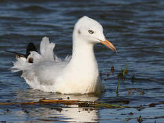 Slender-billed Gull