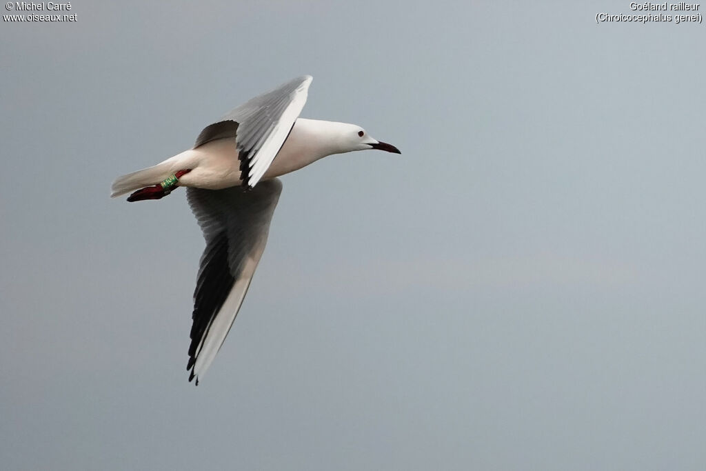 Slender-billed Gulladult breeding, Flight